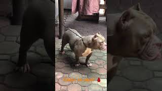 SA WAKAS DUMATING DIN BULLY FAM. IN HEAT NA SI CARDI. ABANGAN KANINO PINA STUD 🙏