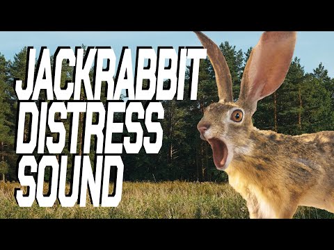 Jack Rabbit Distress Call Sounds for Hunting