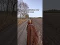 Is Your Horse Like That Too 🫣 Horse Horses Pony Rider Riding Equestrian Horseriding