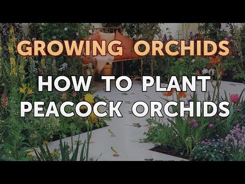 How to Make Your Own Agar for Orchids