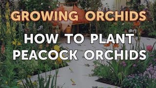 How to Plant Peacock Orchids
