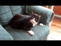 Air Horn Cat 1 Paralyzed Tux Cat