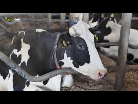 Sustav automatskog izgnojavanja | Roboti za mužnju krava | Farma Grube, Potnjani