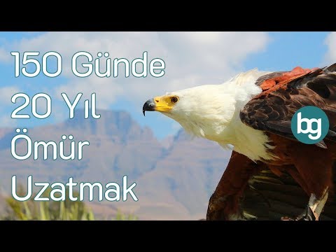 Ömrünü 20 Yıl Uzatmayı Öğrenen Kartallar
