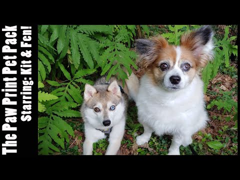 Exploring the Woods with Kitsune the Papillon and Fenrir the Alaskan Klee Kai