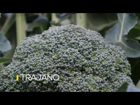 Video: TRAJANO F1