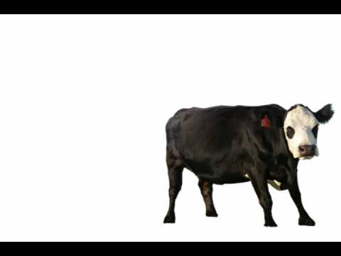 Animal Names and Sounds