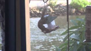 preview picture of video 'Difference between squirrel proof bird feeder and regular one'