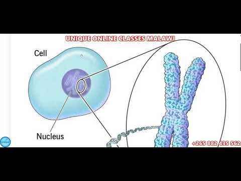 Form 3 Biology - Genetics I (part I) Classroom 