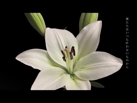 海と花束 Tomao Feat 音街ウナ Unknown Vocaloid Database