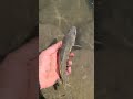 Video Thumbnail for Catch & Release #short #catchandrelease #shorts #fishing #subscribe