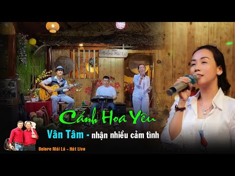 Cánh Hoa Yêu | Vân Tâm được nhiều cảm tình lần đầu hát live tại Bolero Mái Lá