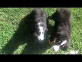 Bernese Mountain Dog puppy for sale