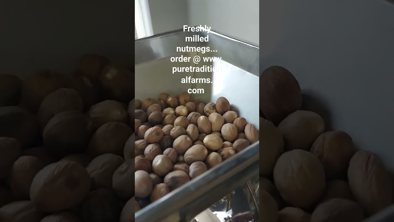 Cracked Nutmegs from Shell. Grinding to Nutmeg Powder. Organic, healthy foods. Spices for Baking.