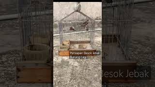 Download lagu Pikatan Burung Emprit Peking #shots mp3 Download lagu Pikatan Burung Emprit Peking #shots mp3