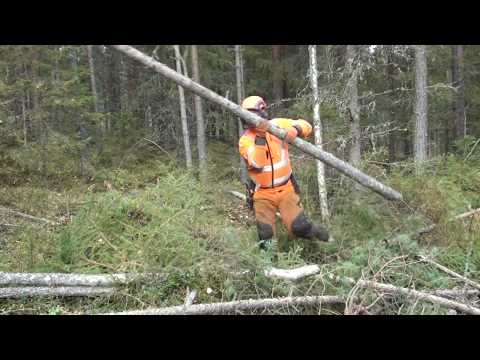 Metsola Metsäkoulu 31, Ensiharvennuksen hakkuutekniikka, ajouran aukasu yms.