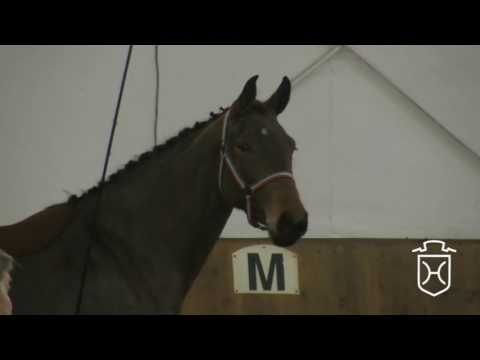Stall VÖLZ - Holsteiner Stutentestsiegerin 2017 v. Crumble