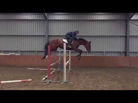 3yo mare by Sir Oblensky Z