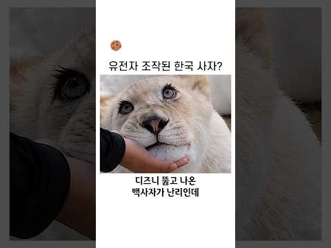 유전자 조작된 한국 사자?