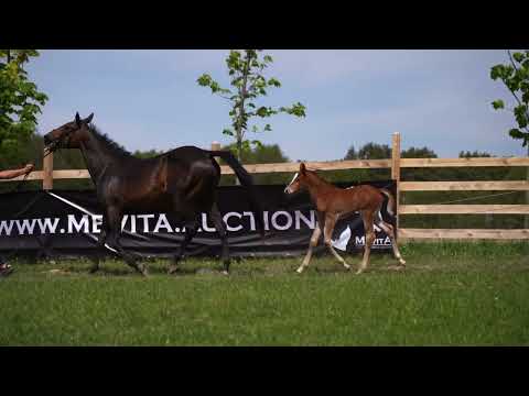 Halifaxa Z (Halifax van het Kluizebos x Diamant de Semilly)