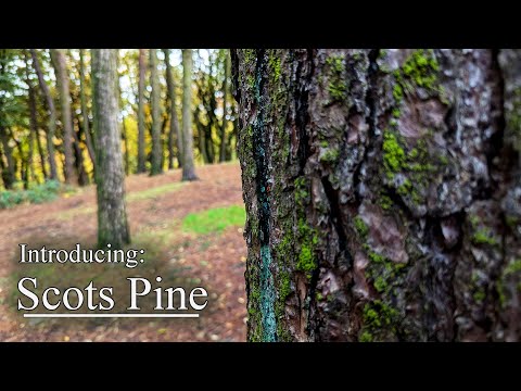 The Scots pine, a short introduction and identification