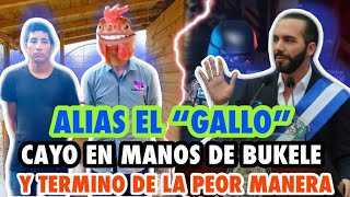 ALIAS &quot;EL GALLO&quot; Cayo en manos de Bukele y termino de la peor manera!