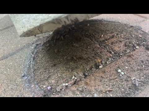 Earwigs Found Under Flower Pot in Oakhurst, NJ