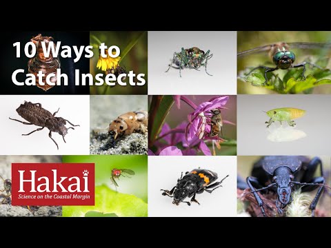 Ten Ways to Catch Insects