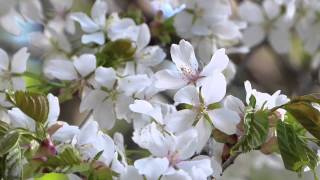 山桜『ヤマザクラ』癒しの風景