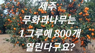 제주 무화과 농장 구경해 봅니다.