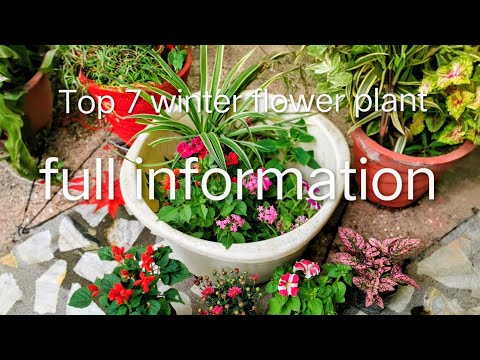 Top 7 winter flower plant full information😲#youtubevideo#garden#shortsfeed#gardening#homegarden