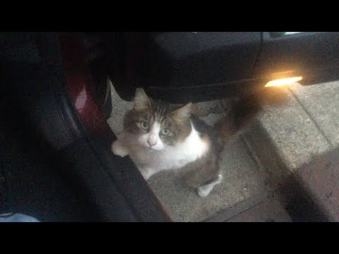 Pedro & Cream 😻🐈