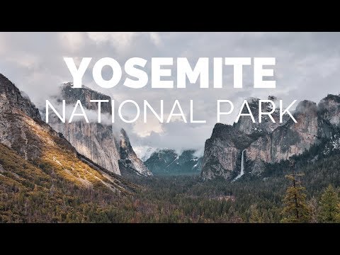 image-Are there bear attacks in Yosemite?