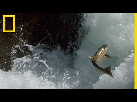 The Perilous Life of Olympic National Park Salmon
