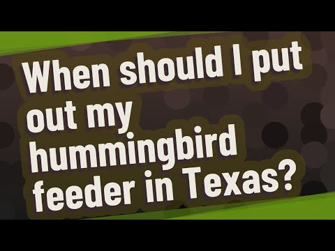When should I put out my hummingbird feeder in Texas?