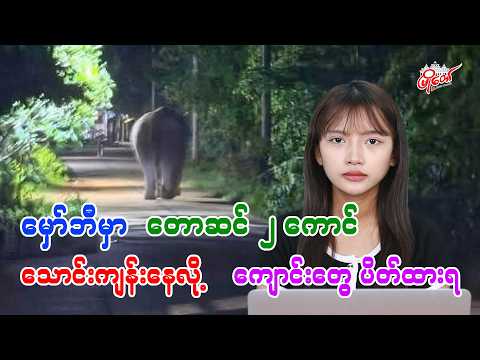မှော်ဘီမြို့နယ်ထဲ တောဆင်ရိုင်း ၂ ကောင် သောင်းကျန်းနေလို့ ကျောင်းတွေ ပိတ်ထားရ
