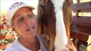preview picture of video 'Horse Media Meets a Resident of Rincon, Puerto Rico'