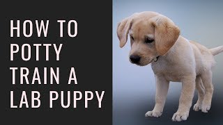 How to Potty Train a Lab Puppy – 6 Tips to Quickly House-Train Your Labrador