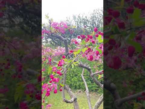 piyumi (flowers)💐 in italy 🇮🇹