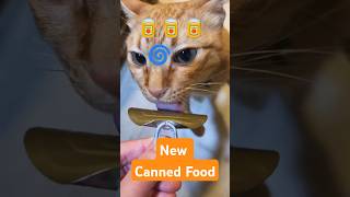 2026/5/22_83 貪吃SV #橘ひなの #橘貓 #橘猫 #貓咪日常 #cat #cute #貓貓日常 #貓貓 #可愛い猫