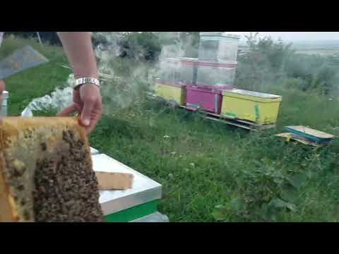 412.Măgura jud.Bacău. În stupina lui Florin Sandu.