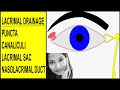 Anatomy of Lacrimal Drainage System - Puncta, Canaliculi, Sac & Nasolacrimal Duct