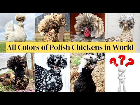 , title : 'Color Chicken Breeds of Polish Chicken | Ayam Polish All about Polish Chickens | Galinha Hane Gallo'