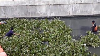 Melihat Penanaman Eceng Gondok di Kali Phb Taman BMW, Sebelum Nantinya Ditanam di Kali Sentiong