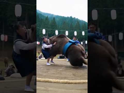 日本の制服姿の女子高生がクマと相撲を取る