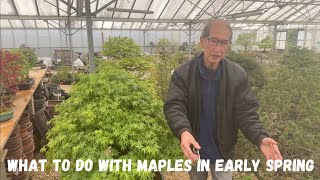 What to do with maples in early Spring