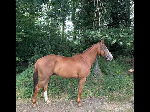 Big De Galoubet K Z (BIG STARS BOY KB Z x JAZZ DE COQUERIE) - Video 7 video thumbnail