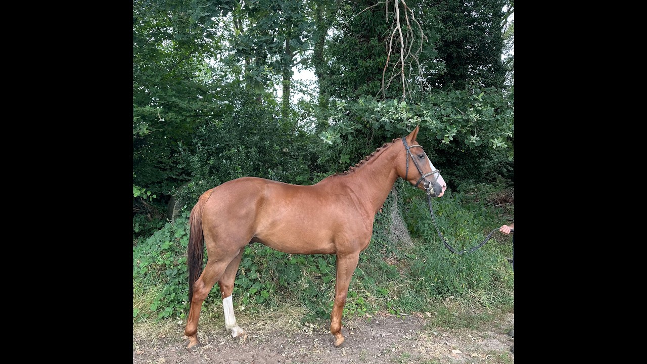 Big De Galoubet K Z (BIG STARS BOY KB Z x JAZZ DE COQUERIE) video 5