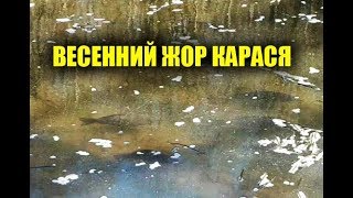 С какого времени начинает клевать карась весной