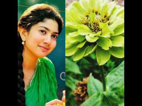 Sai pallavi vs Flower🌼🌻